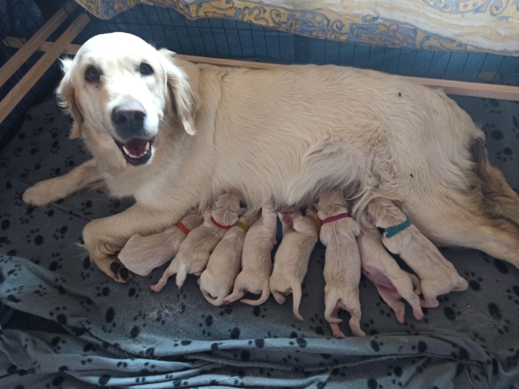 chiot Golden Retriever Des Joyaux De Pandora