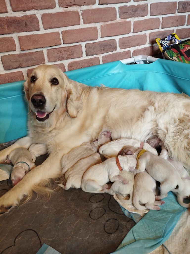 chiot Golden Retriever Des Joyaux De Pandora