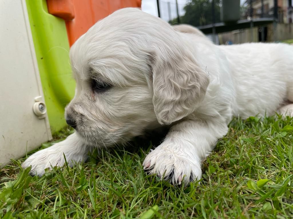 Des Joyaux De Pandora - Chiots disponibles - Golden Retriever