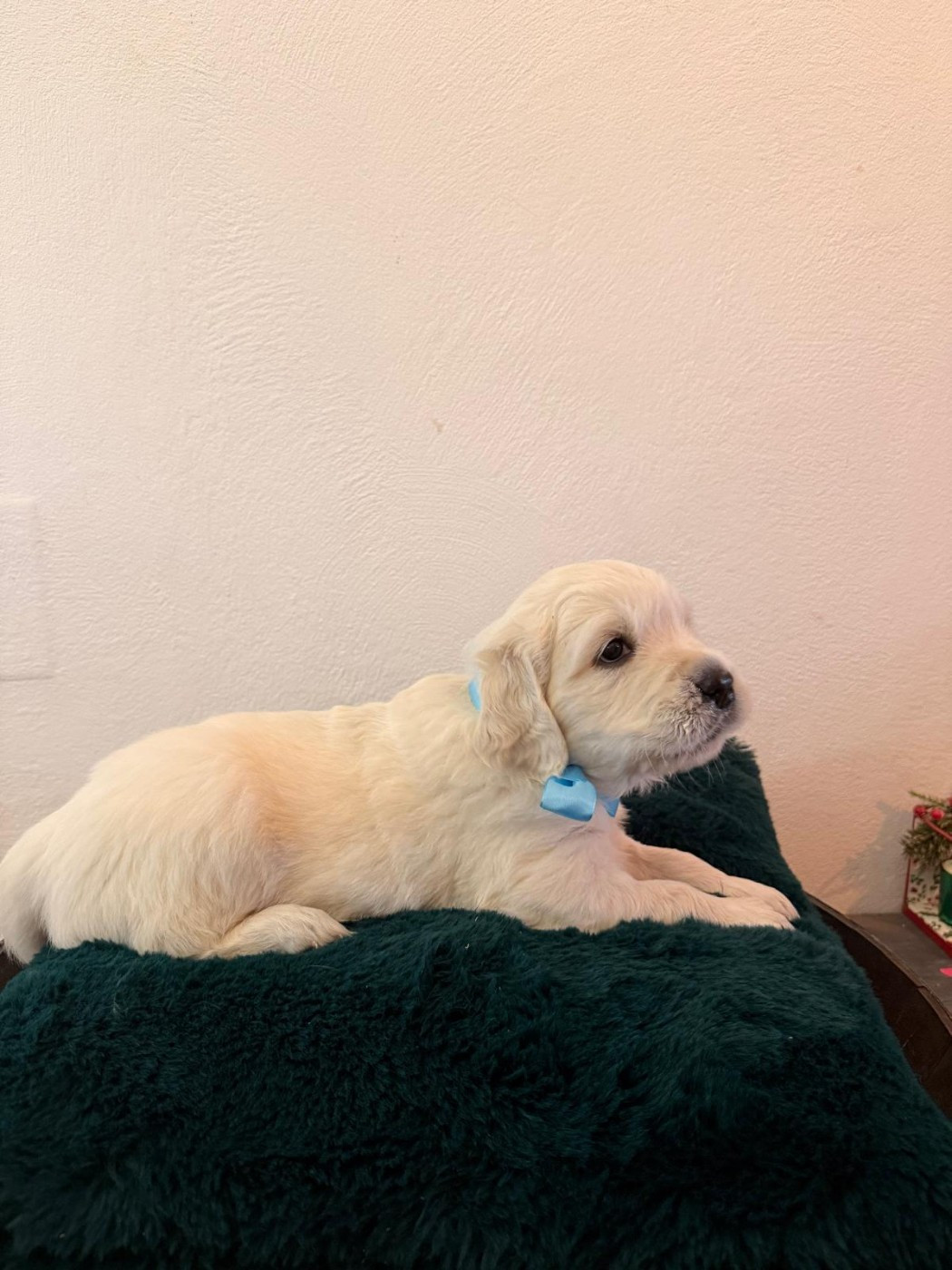 Des Joyaux De Pandora - Chiots disponibles - Golden Retriever