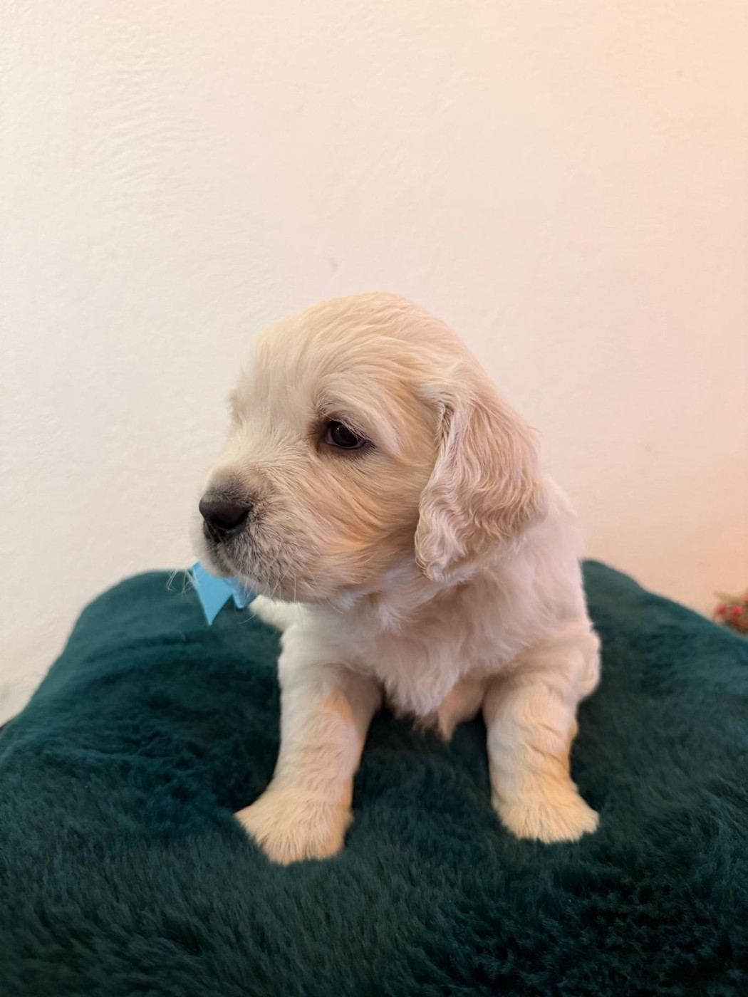 Des Joyaux De Pandora - Chiots disponibles - Golden Retriever