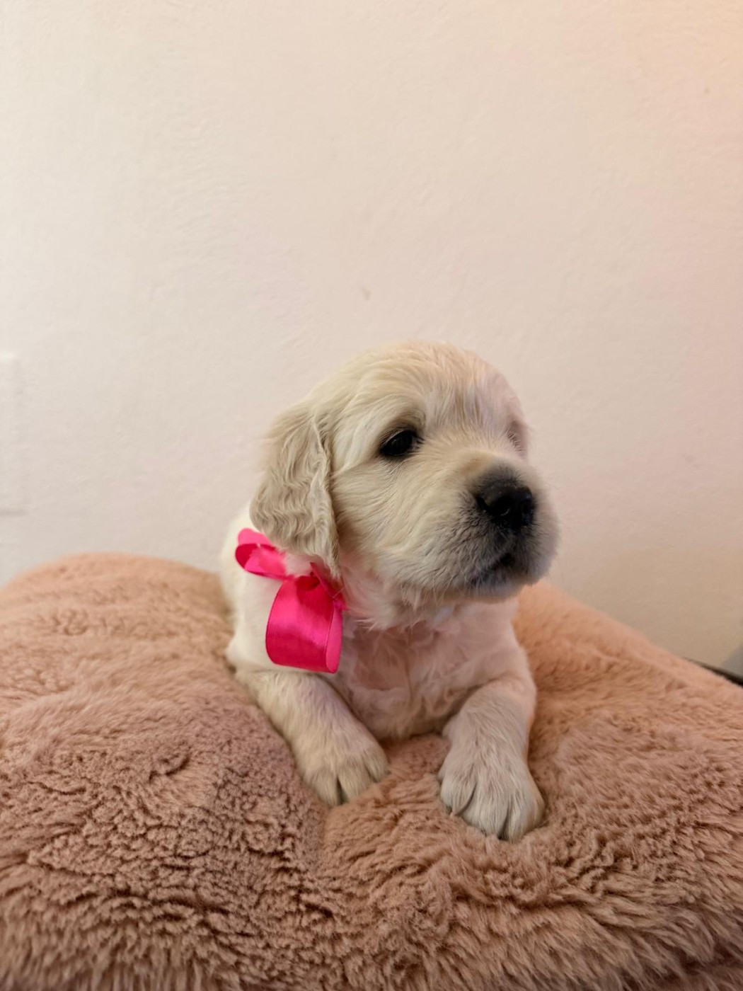 Des Joyaux De Pandora - Chiots disponibles - Golden Retriever