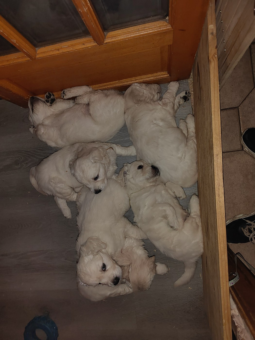 Chiot Golden Retriever Des Joyaux De Pandora