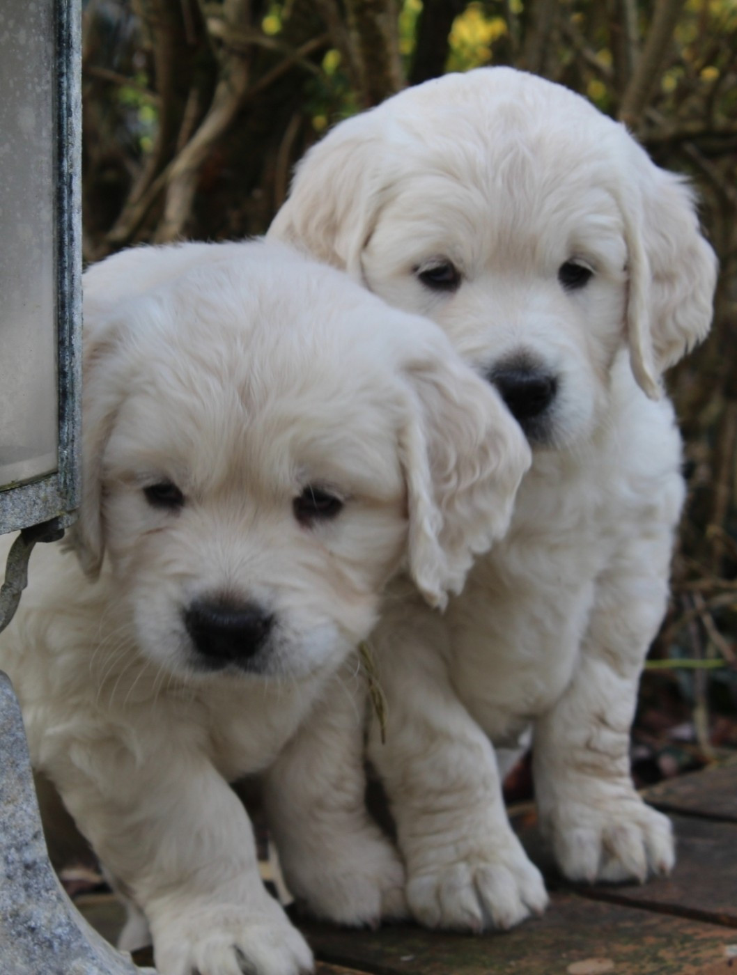 Des Joyaux De Pandora - Golden Retriever - Portée née le 15/12/2025