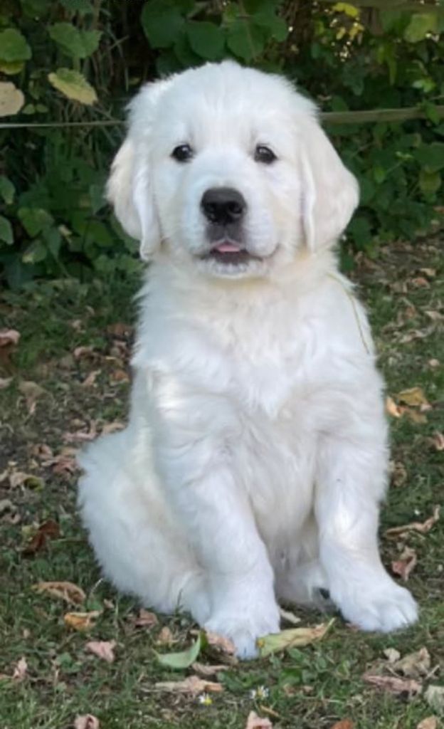 Des Joyaux De Pandora - Chiots disponibles - Golden Retriever