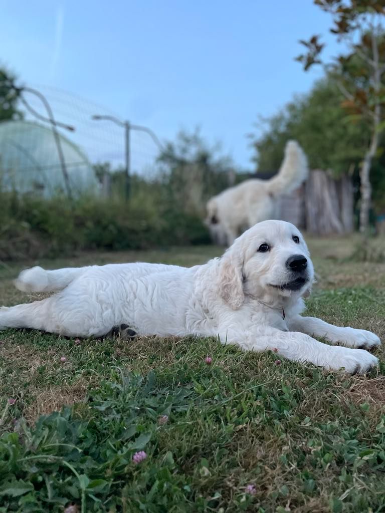 Des Joyaux De Pandora - Golden Retriever - Portée née le 29/04/2025