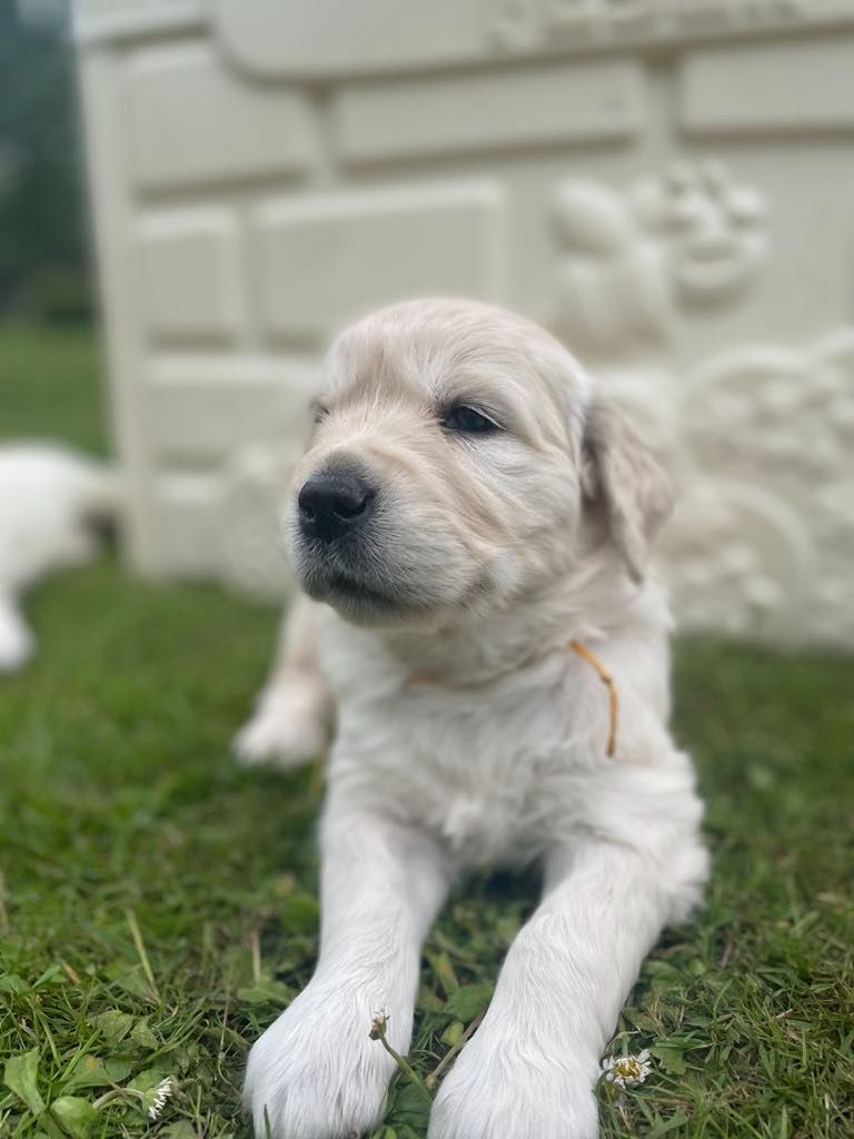 Des Joyaux De Pandora - Chiots disponibles - Golden Retriever