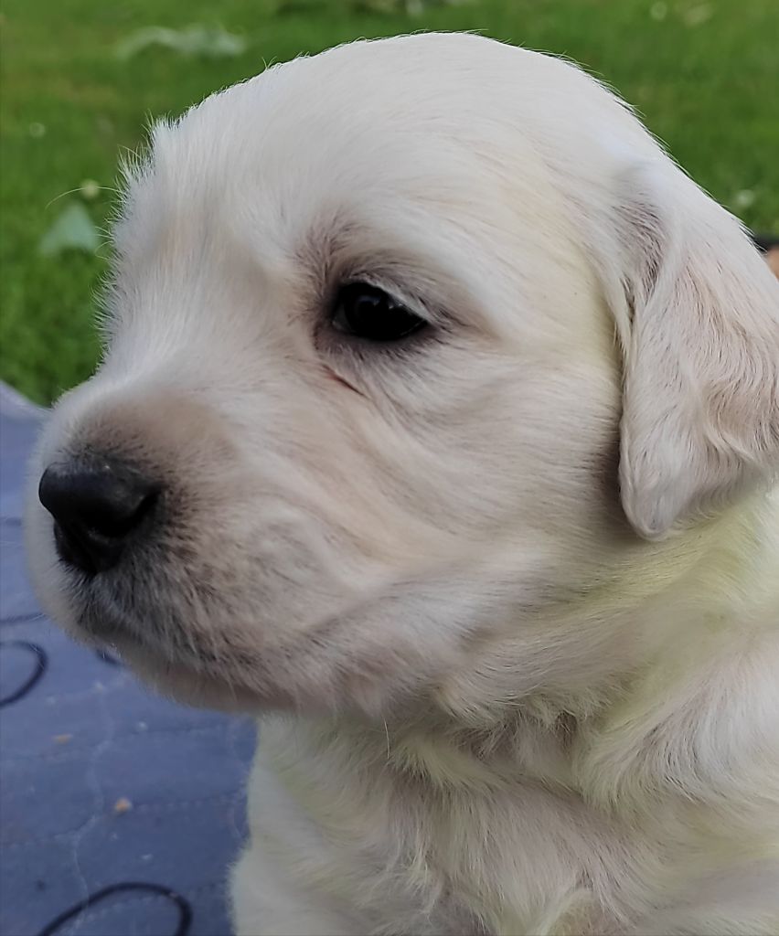 Des Joyaux De Pandora - Chiots disponibles - Golden Retriever