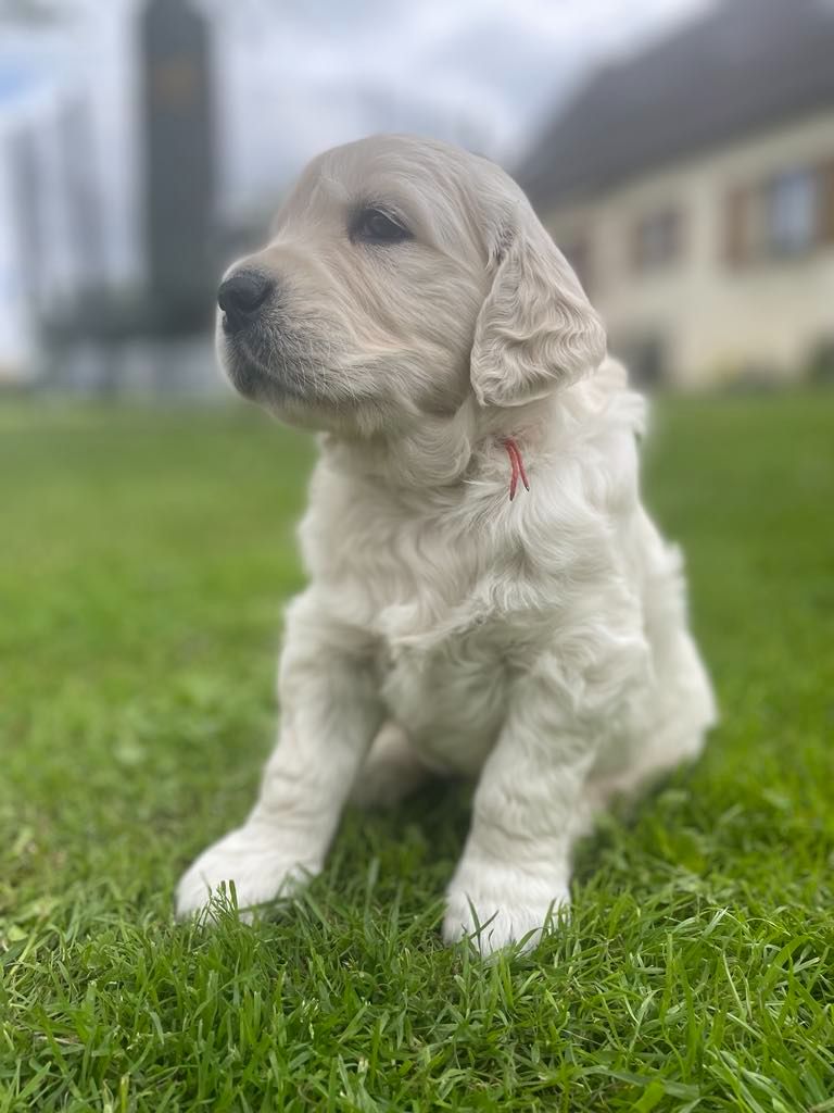 Des Joyaux De Pandora - Chiots disponibles - Golden Retriever