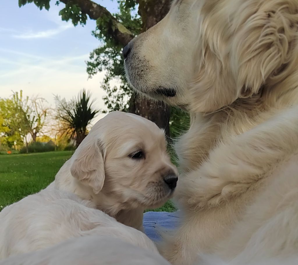 Des Joyaux De Pandora - Chiots disponibles - Golden Retriever