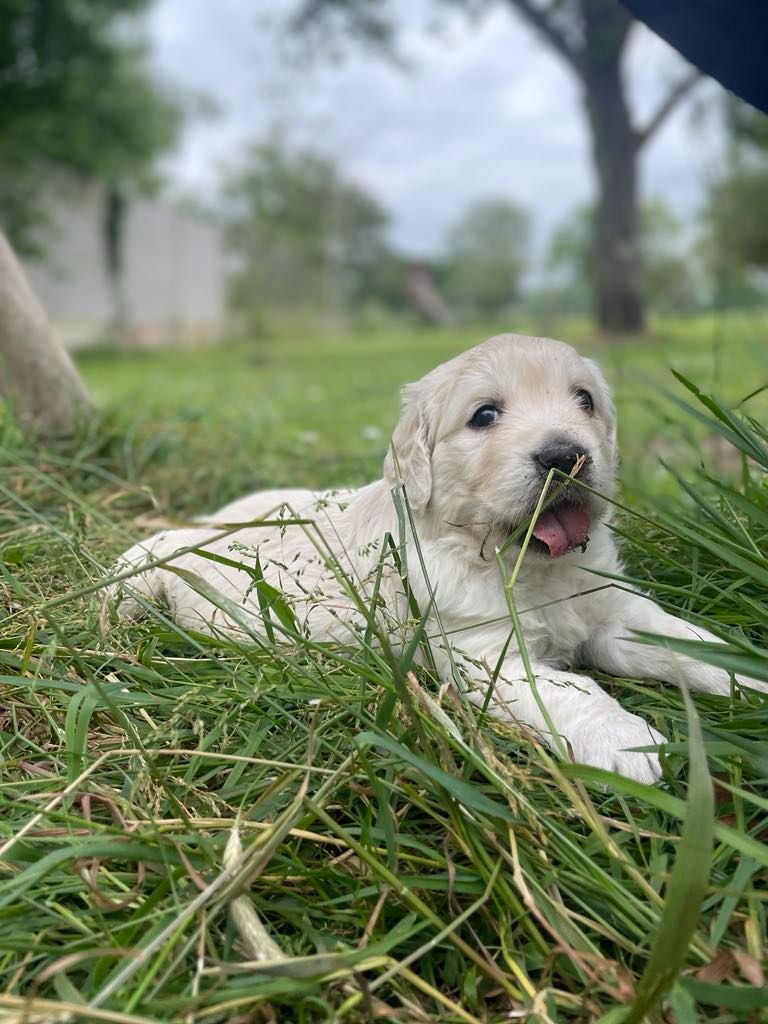Des Joyaux De Pandora - Chiots disponibles - Golden Retriever