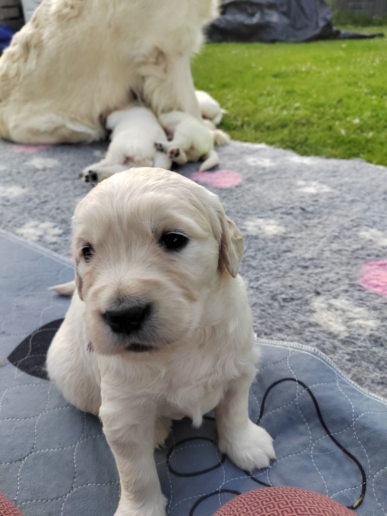 Des Joyaux De Pandora - Chiots disponibles - Golden Retriever